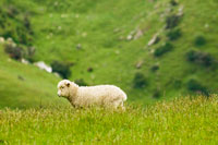 Sheep in countryside