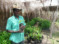 Tree nursery in Malawi