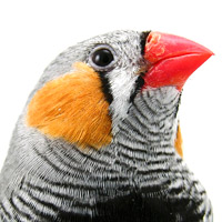 Beaks evolved in response to habitat