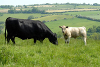 Grazing Cows - credit University of Gloucestershire