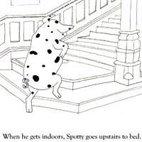 spotty stairs