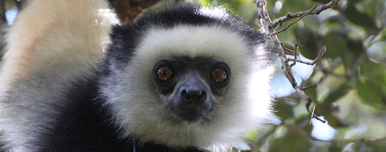 Lemur expedition to Madagascar