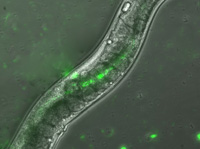 Bioluminescents shows glowing bacteria in a nematode worm