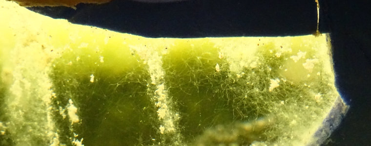 Image of the biofilm to be used in the smart bricks